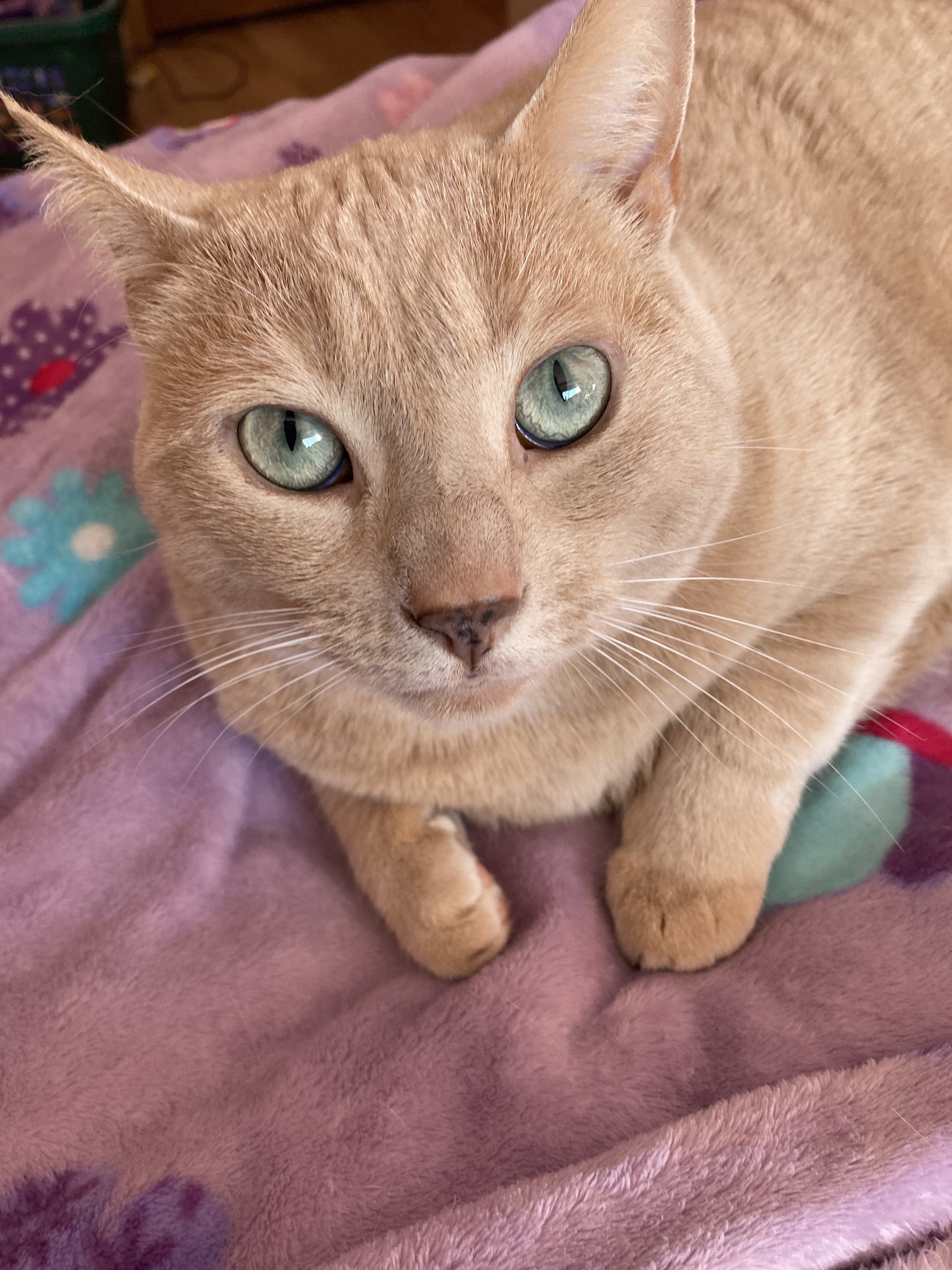 A random cat